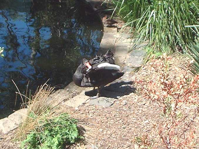 Zoo Walk 27 February 2003