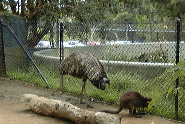 Zoo Walk - Taronga Zoo 3/3/2005
