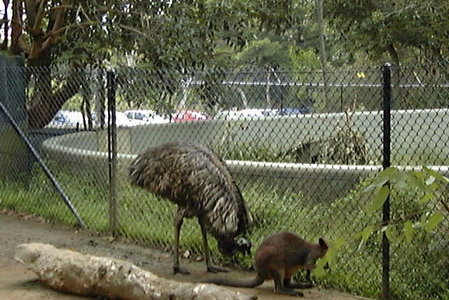 Zoo Walk - Taronga Zoo 3/3/2005