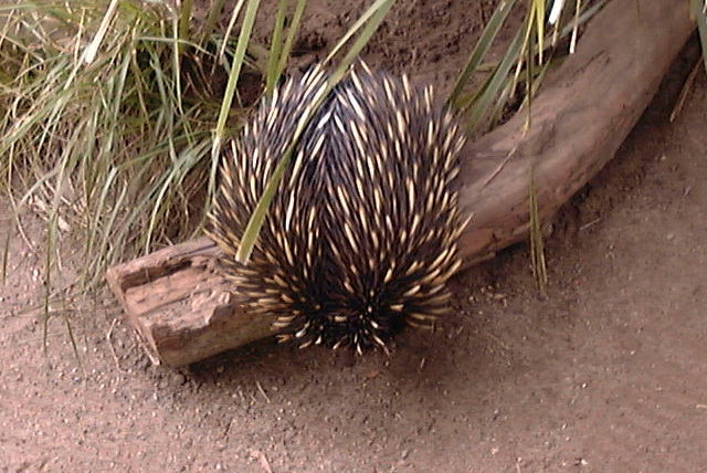 Zoo Walk - Taronga Zoo 3/3/2005