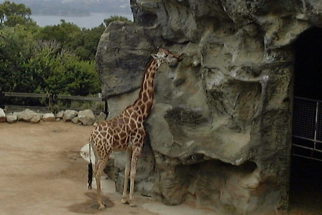 Zoo Walk - Taronga Zoo 3/3/2005
