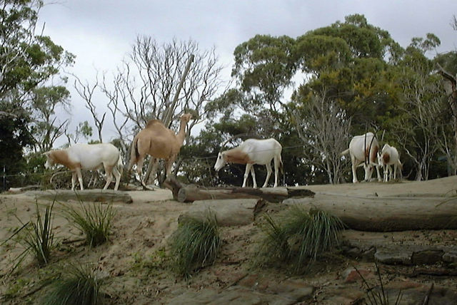 Zoo Walk - Taronga Zoo 3/3/2005