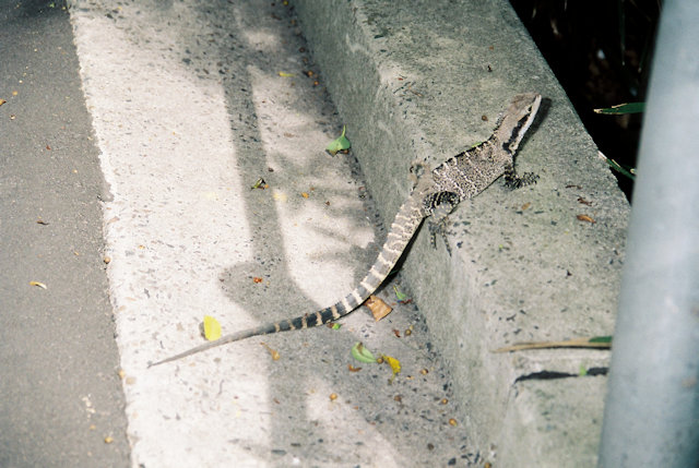 Zoo Walk 2006