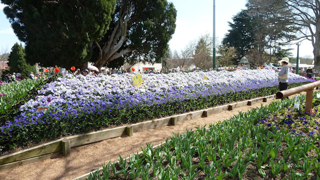Tulip Time 23/09/2017