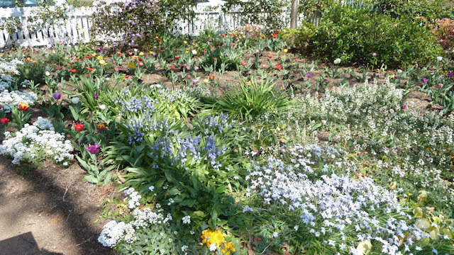 Tulip Time 23/09/2017