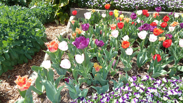 Tulip Time 23/09/2017