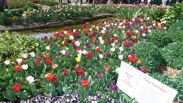 Tulip Time 23/09/2017