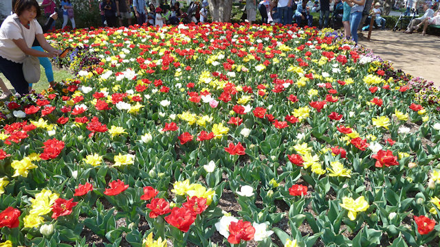 Tulip Time 23/09/2017