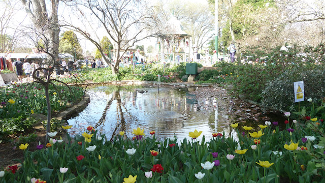 Tulip Time 23/09/2017