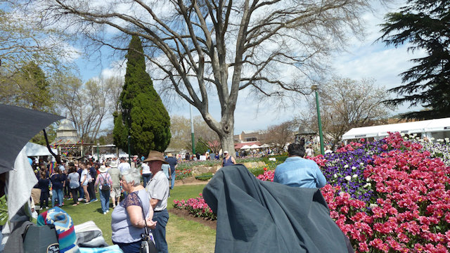 Tulip Time 23/09/2017