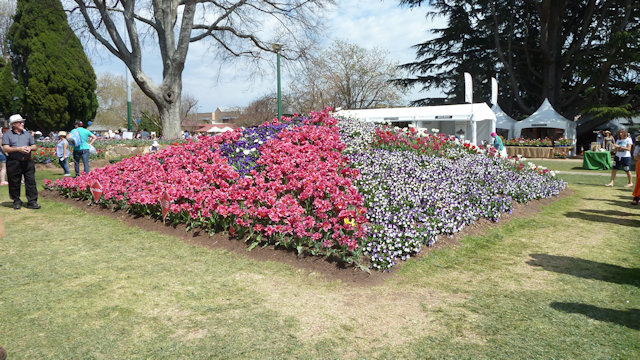 Tulip Time 23/09/2017