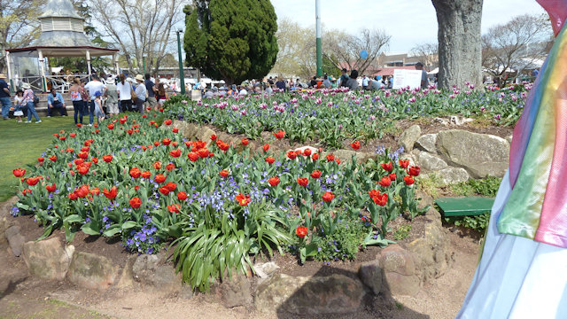 Tulip Time 23/09/2017