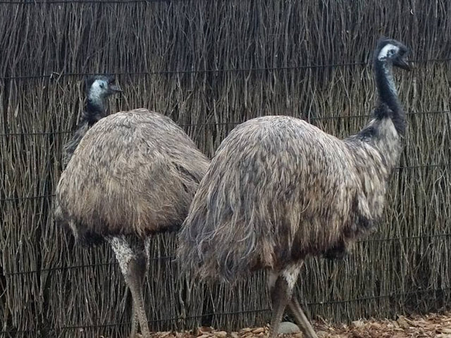 Zoo Walk 2/3/2017