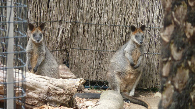 Zoo Walk 2018