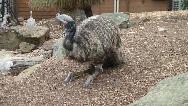 Zoo Walk 2018