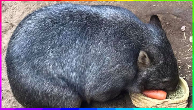 Zoo Walk 28-2-2019