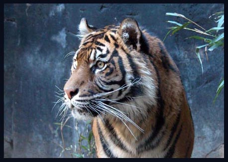 TIGER at TARONGA ZOO