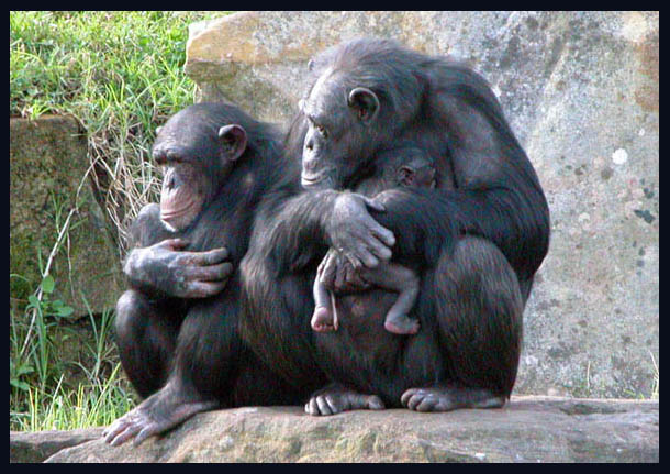 SACHA & Son & 2hr Baby SHIKAMOO