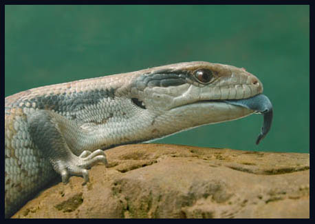 BABY BLUE TONGUE LIZARD