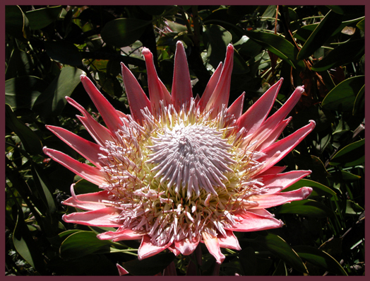 PROTEA in FULL BLOOM