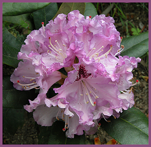 PINK RHODODENDRON